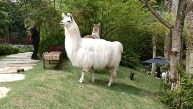 A MESA_CASA DE CAMPO.00_00_16_19